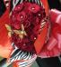 Grand Slam Rose Bouquet 50 Red Long Stem Roses 