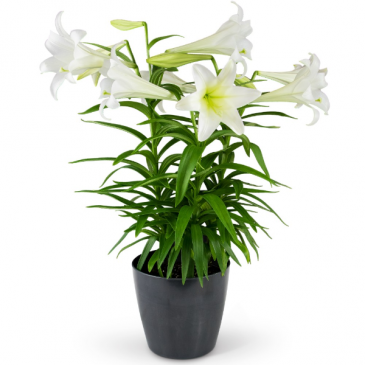 Grande Easter Lily Plant in Ann Arbor, MI | Norton's ' Chelsea Flower Shop