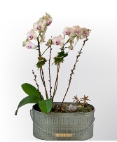 Grande Orchid and Succulent Planter 