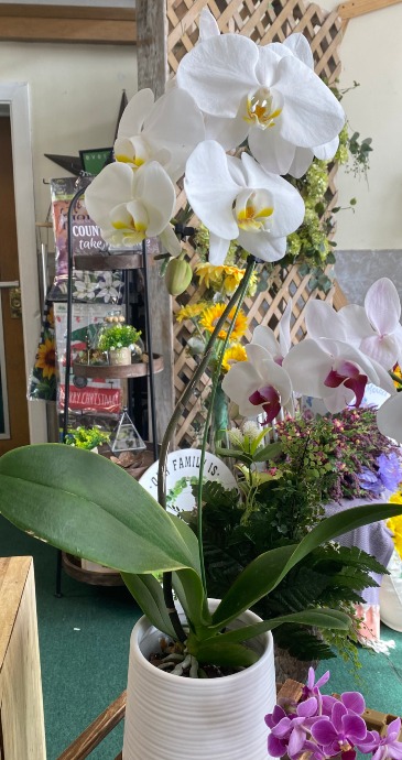 Grande Tropical Orchid Plant Orchid in Mount Airy, NC | CANA  MT. AIRY FLORIST