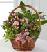 Grapevine Dish Garden Indoor Plants