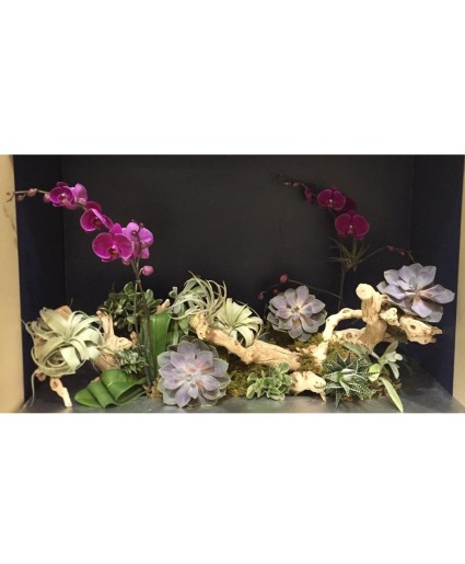 Grapewood Succulent and Orchid display Expo and Event