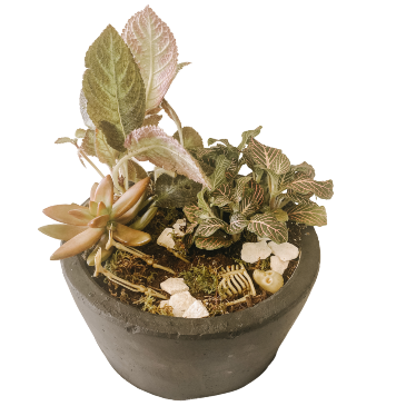 Grave Garden Dish Garden in Sonora, CA | SONORA FLORIST AND GIFTS Grave Garden Dish Garden in Sonora, CA | SONORA FLORIST AND GIFTS