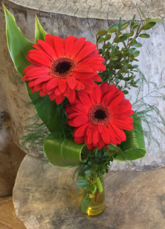 Great Gerberas