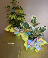 GREAT GREEN S 6"GREEN PLANT IN BASKET WITH FESTIVE BOW