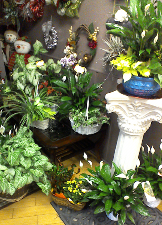 Green and Blooming Plants