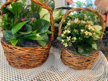 Green and blooming plants in a basket.