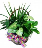 Medium Green Basket  3C Floral Collection 