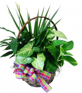 Medium Green Basket 3C Floral Collection