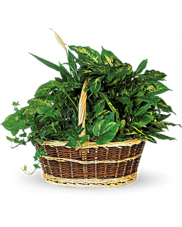 Green Basket Plant 