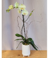 Green Blush Orchid House Plant