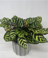 Green Charm  Calathea Plant