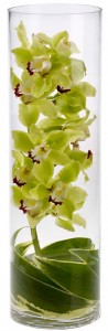 green cymbidium orchid tropical