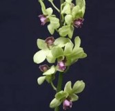Green Dendrobium Orchid 