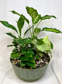Green Dish Garden 