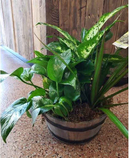 Green Dishgarden