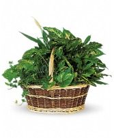 Green Dishgarden Basket 