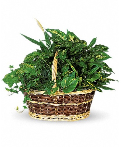 Green Dishgarden Basket