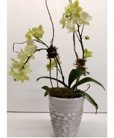 Green Dragon Orchid in Ceramic Vase 