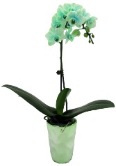 Green Galaxy Waterfall Orchid Houseplant 