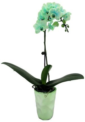 Green Galaxy Waterfall Orchid Houseplant 