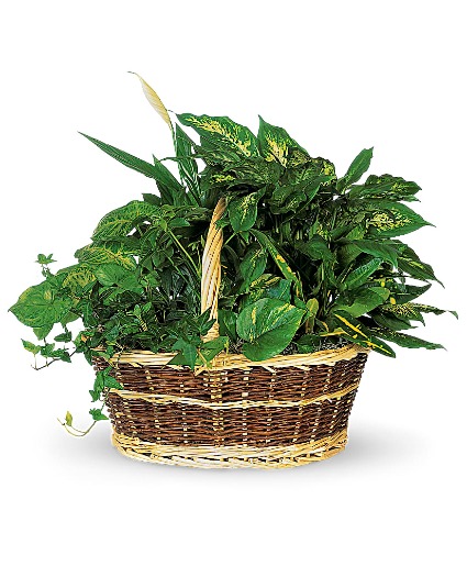 Green Garden Basket 