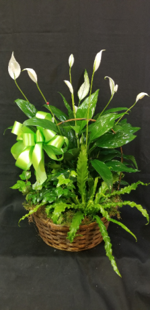Green Garden Basket Dish Garden