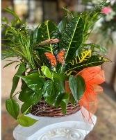 Green Garden Plant Basket