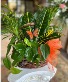 Purchase this funeral home arrangement