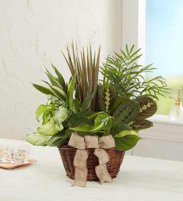 Green Garden Planter dish garden