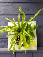 Green Goddess Wall Planter Planter