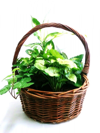 Green Houseplant Garden in Handled Wicker Basket Dish Garden