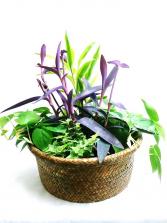 Green Houseplant Garden in Woven Palm Leaf Basket Dish Garden