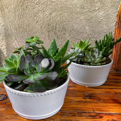 Green Love Succulent Garden