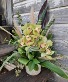 Green Machine Cymbidium Orchids with a Variety of Greens