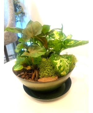 Green Metal - Dish Garden Plant