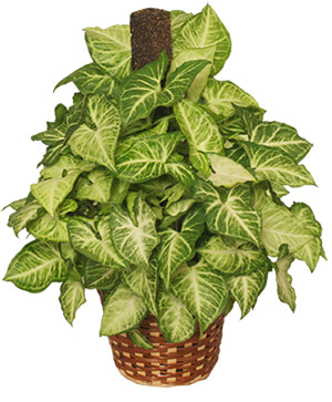 GREEN NEPHTHYTIS PLANT  Syngonium podophyllum 