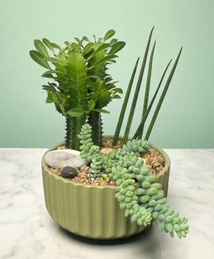 Green Oasis Dish Garden