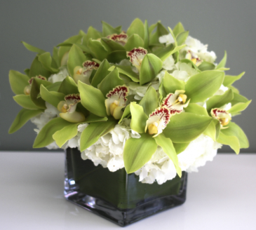 Green Orchid Tribute everyday