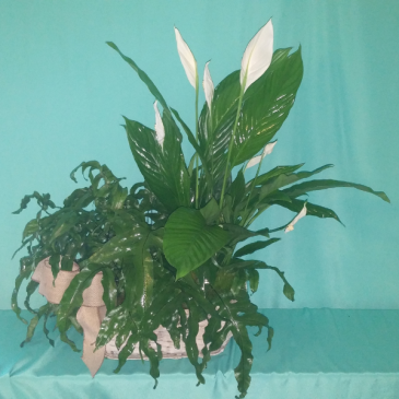 Green Peace Blooming Planter in Langford, BC | PETALS N BUDS METCHOSIN FLORIST