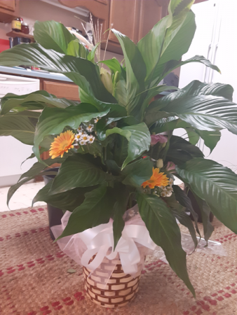 green peace lily plant with fresh flowers plant and fresh flowers