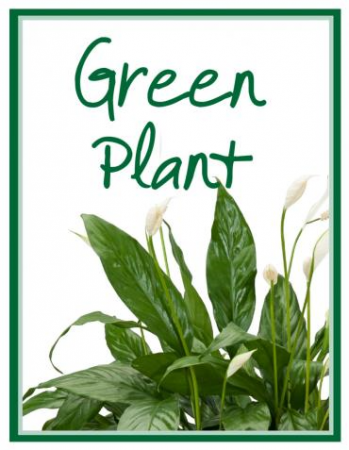 Green Plant  Designer's Choice