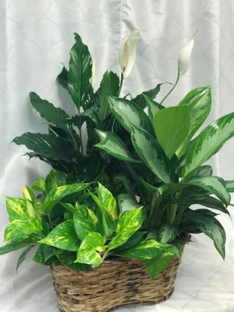 Green Plant Basket 3 plants in 6