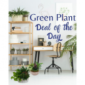 GREEN PLANT DEAL OF THE DAY 