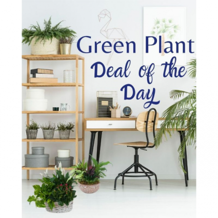 GREEN PLANT DEAL OF THE DAY 