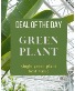 Green Plant Deal of the Day Arrangement