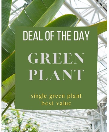 Green Plant Deal of the Day Arrangement in Vinton, VA | CREATIVE OCCASIONS EVENTS, FLOWERS & GIFTS