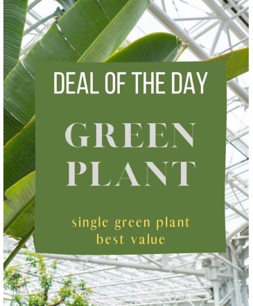 Green Plant Deal Of The Day Arrangement in Aberdeen, SD | THE BOSTON FERN