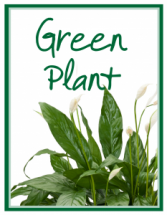 Green Plant Deal of the Day Arrangement
