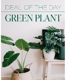 Green Plant Deal of the Day Flower Arrangement